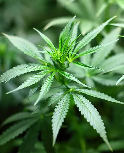 GANJA OUD