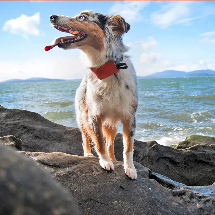 Niteize - RadDog All-In-One Collar   Leash - Small