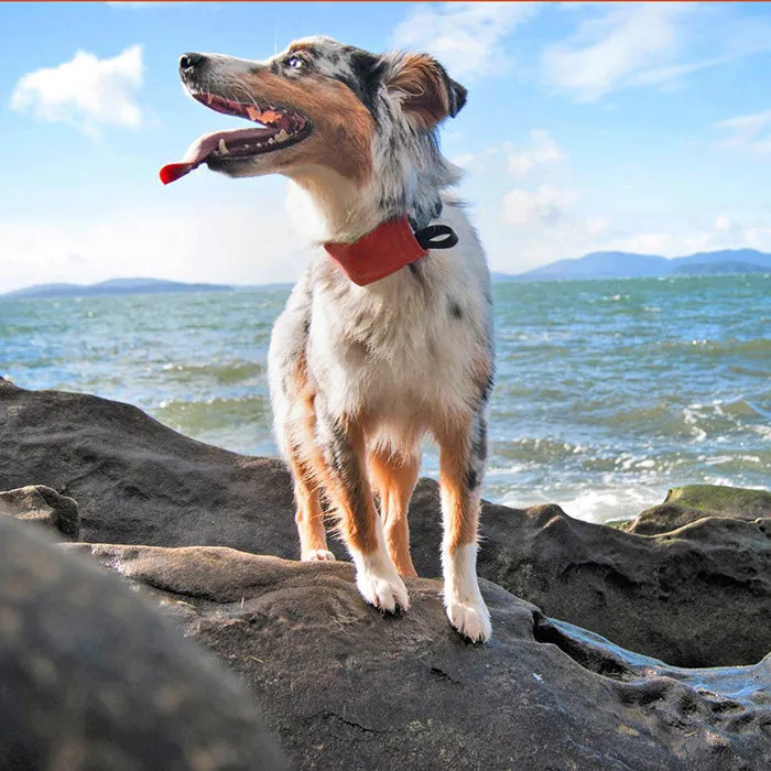 Niteize - RadDog All-In-One Collar   Leash - X Large